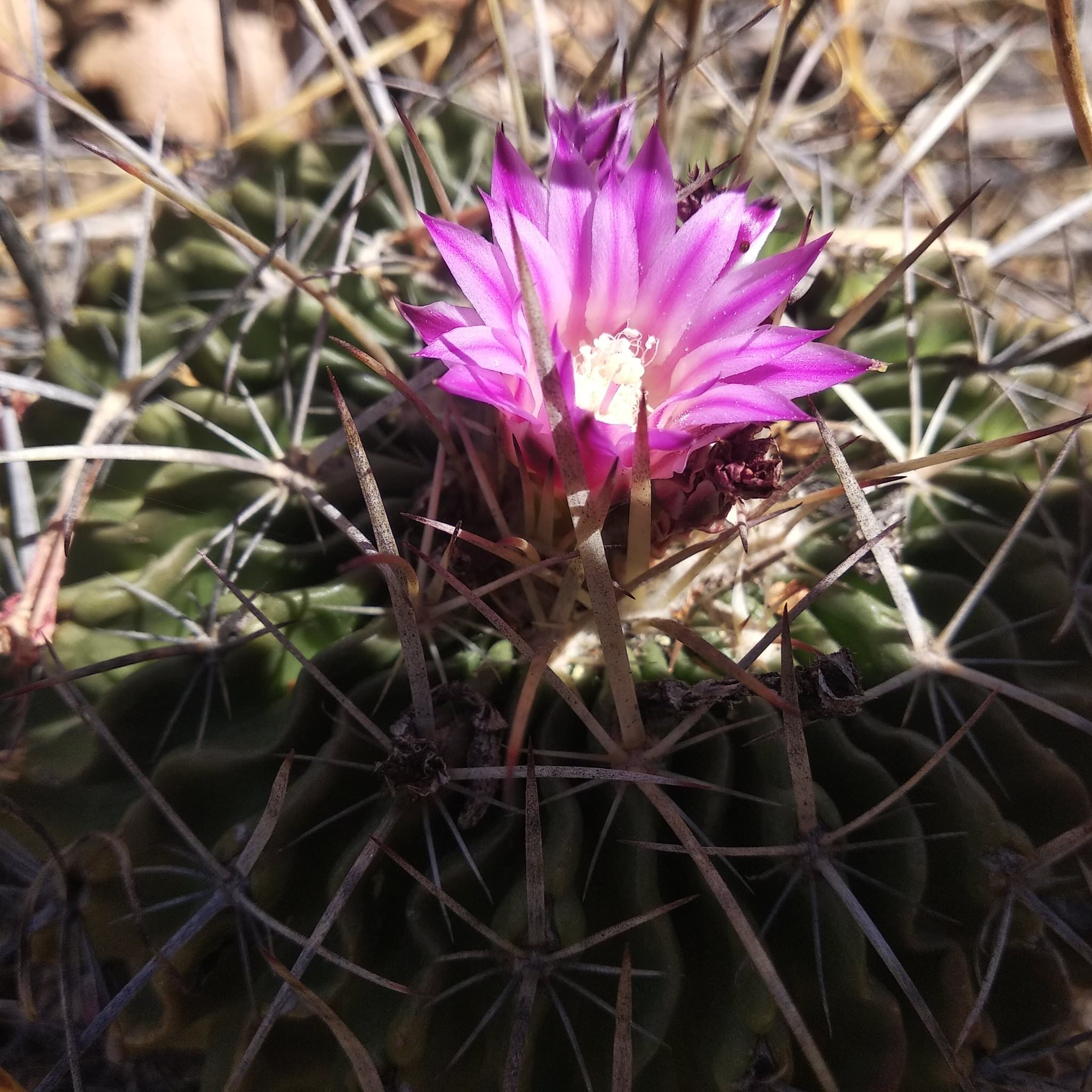 Stenocactus crispatus